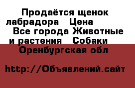 Продаётся щенок лабрадора › Цена ­ 30 000 - Все города Животные и растения » Собаки   . Оренбургская обл.